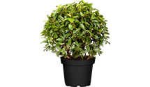 Portugiesische Lorbeerkirsche 'Angustifolia'