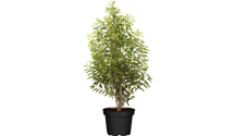 Portugiesische Lorbeerkirsche 'Angustifolia'