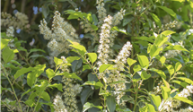 Portugiesische Lorbeerkirsche 'Angustifolia'