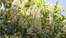Portugiesische Lorbeerkirsche 'Angustifolia'