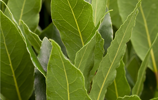 Laurus nobilis Laurus nobilis