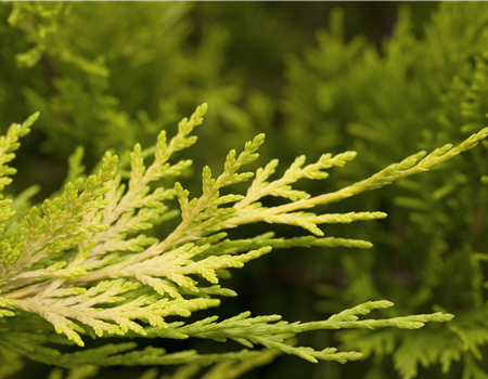 Chamaecyparis laws. 'Gold Rider'