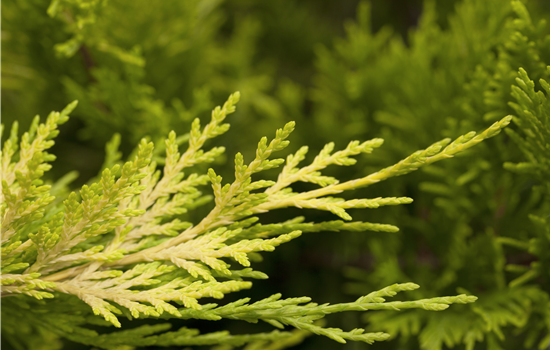 Chamaecyparis laws. 'Gold Rider'