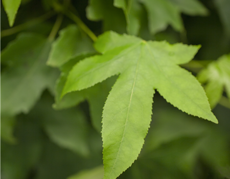 Liquidambar styraciflua 'Gum Ball' Liquidambar styraciflua 'Gum Ball'