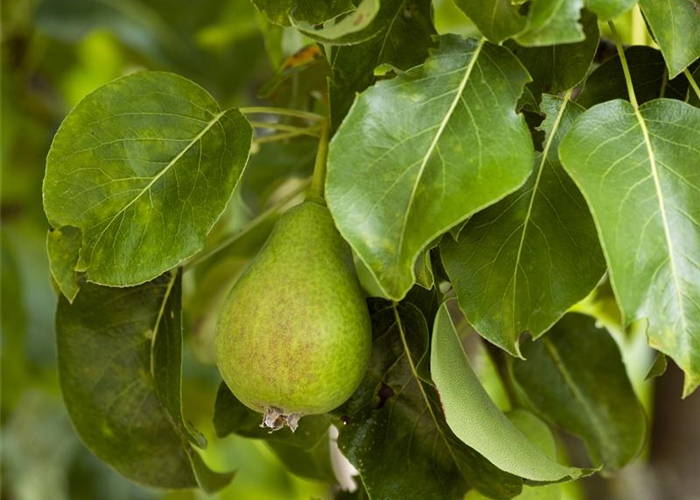 Veredelung von Obstbäumen Veredelung von Obstbäumen