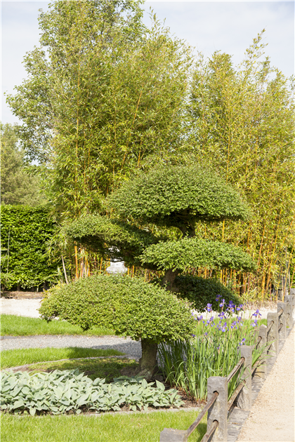 how fast does a wisteria grow Amethyst Falls Wisteria