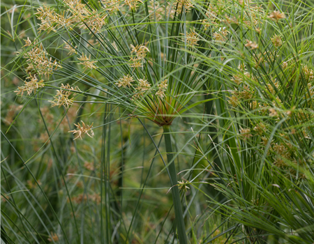Cyperus papyrus Cyperus papyrus