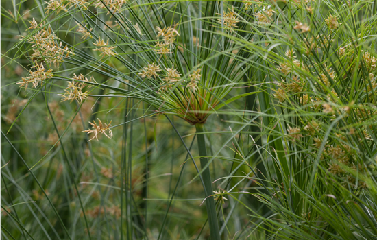 Cyperus papyrus