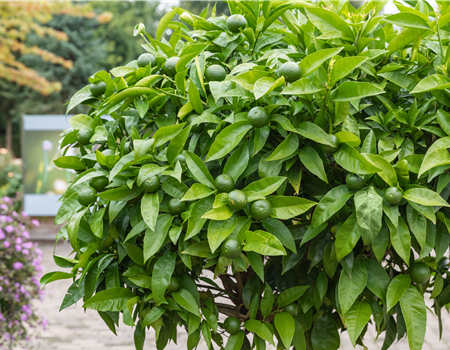 Die schönsten mediterranen Pflanzen mit ihren Arten und Sorten Die schönsten mediterranen Pflanzen mit ihren Arten und Sorten