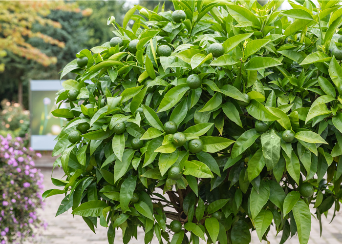 Die schönsten mediterranen Pflanzen mit ihren Arten und Sorten Die schönsten mediterranen Pflanzen mit ihren Arten und Sorten