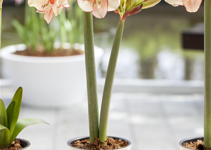 Amaryllis weiterpflegen