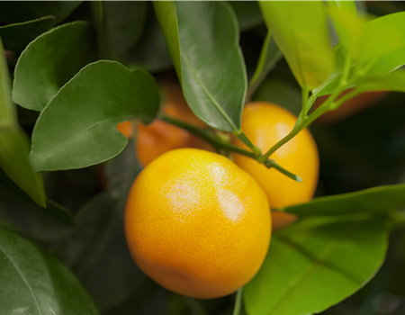 Citrus sinensis