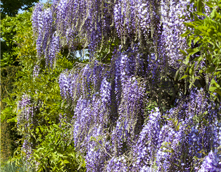 Wisteria floribunda in Sorten