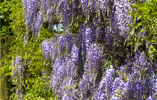 Wisteria floribunda in Sorten