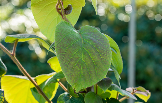 Actinidia deliciosa 'Tomuri' (M)