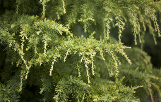 Cedrus deodara 'Golden Horizon'