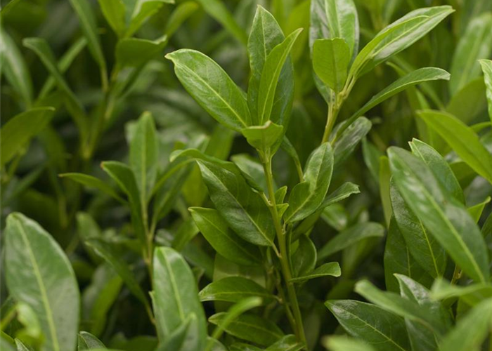 Sortenwahl beim Kirschlorbeer