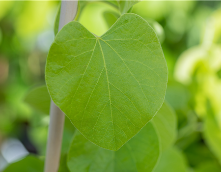 Aristolochia macrophylla