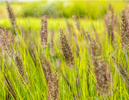 Pennisetum alopecuroides 'Red Head' Pennisetum alopecuroides 'Red Head'
