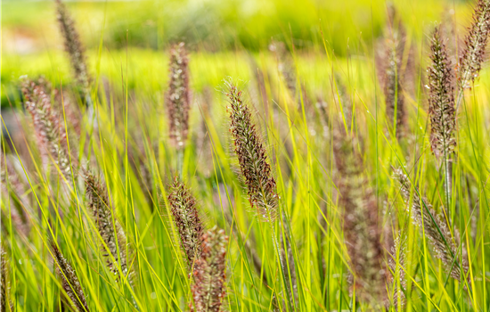 Pennisetum alopecuroides 'Red Head' Pennisetum alopecuroides 'Red Head'