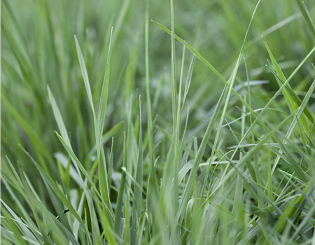 Briza media Briza media