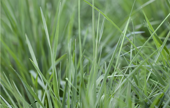 Briza media Briza media