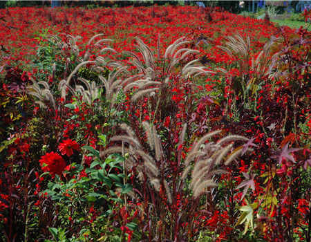 Pennisetum orientale Pennisetum orientale