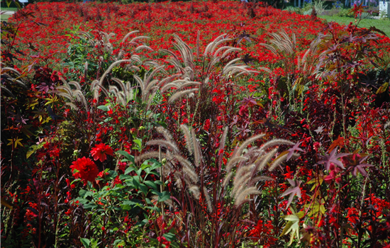 Pennisetum orientale Pennisetum orientale