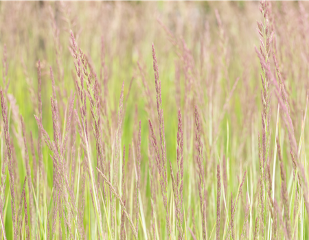 Calamagrostis x acutiflora 'Overdam' Calamagrostis x acutiflora 'Overdam'