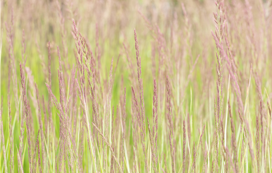 Calamagrostis x acutiflora 'Overdam' Calamagrostis x acutiflora 'Overdam'