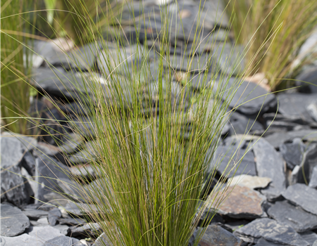 Stipa tenuissima Stipa tenuissima