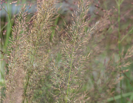 Calamagrostis brachytricha Calamagrostis brachytricha