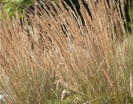 Calamagrostis x acutiflora 'Karl Foerster' Calamagrostis x acutiflora 'Karl Foerster'