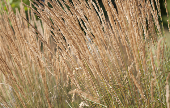 Calamagrostis x acutiflora 'Karl Foerster' Calamagrostis x acutiflora 'Karl Foerster'