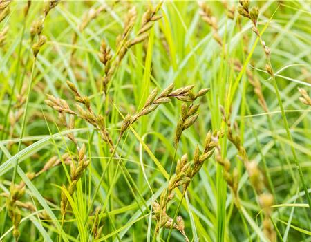 Carex muskingumensis Carex muskingumensis