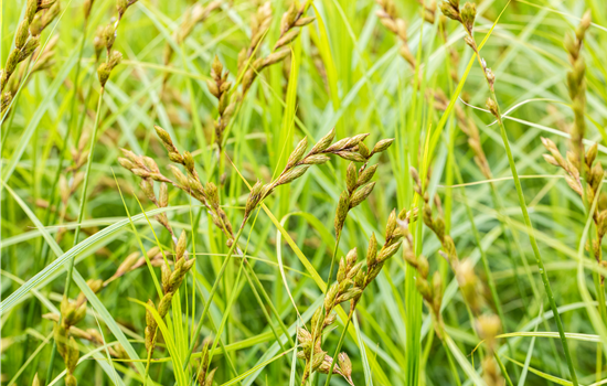 Carex muskingumensis Carex muskingumensis