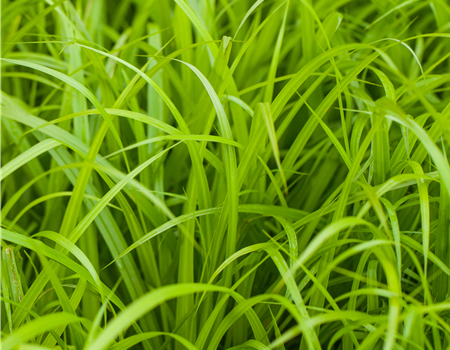 Carex pendula Carex pendula