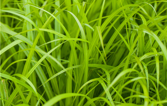 Carex pendula Carex pendula