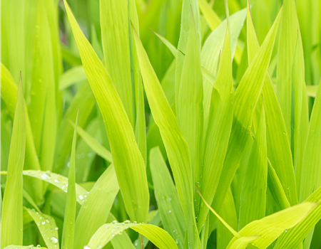 Chasmanthium latifolium Chasmanthium latifolium