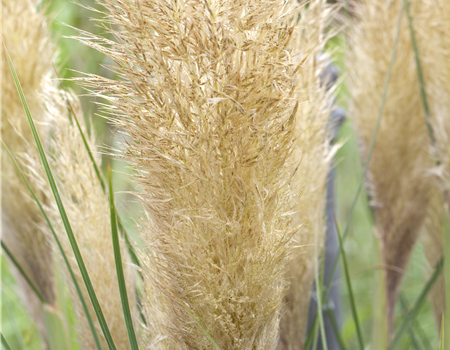 Cortaderia selloana 'Esperanta' Cortaderia selloana 'Esperanta'