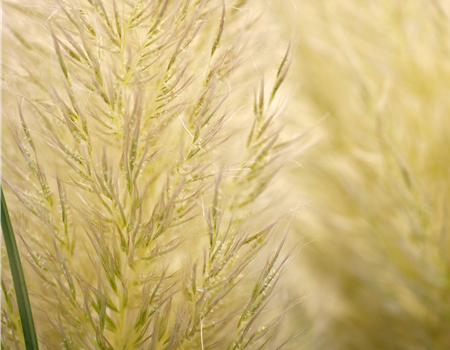 Cortaderia selloana 'Evita' Cortaderia selloana 'Evita'