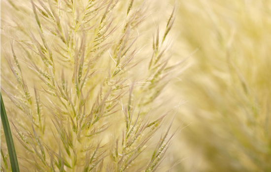 Cortaderia selloana 'Evita' Cortaderia selloana 'Evita'