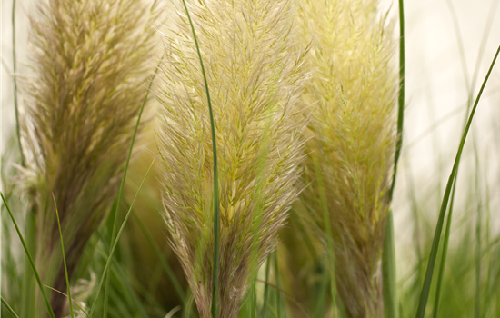 Cortaderia selloana 'Weiße Feder' Cortaderia selloana 'Weiße Feder'