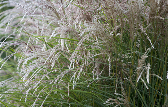 Miscanthus sinensis 'Federweißer' Miscanthus sinensis 'Federweißer'