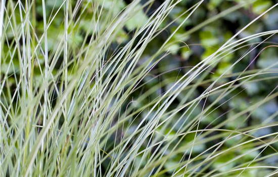 Miscanthus sinensis 'Gracillimus' Miscanthus sinensis 'Gracillimus'