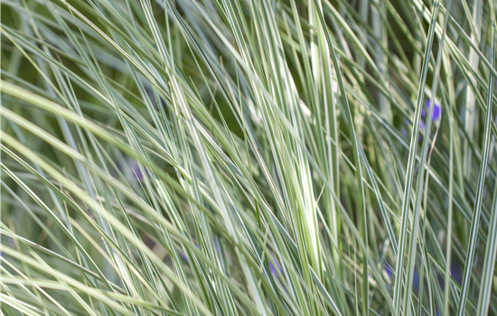 Miscanthus sinensis 'Morning Light' Miscanthus sinensis 'Morning Light'