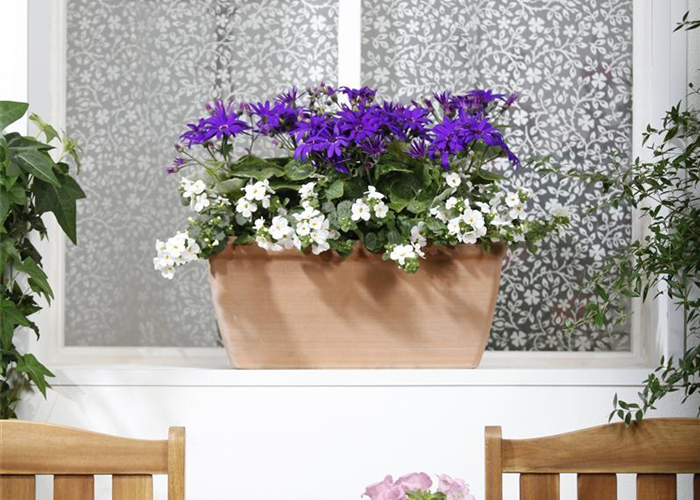 Der Winter wird grün: Winterharte Pflanzen für den Balkon Der Winter wird grün: Winterharte Pflanzen für den Balkon