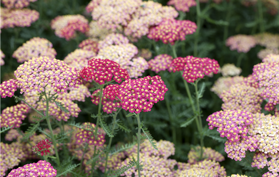Achillea millefolium 'Paprika' Achillea millefolium 'Paprika'