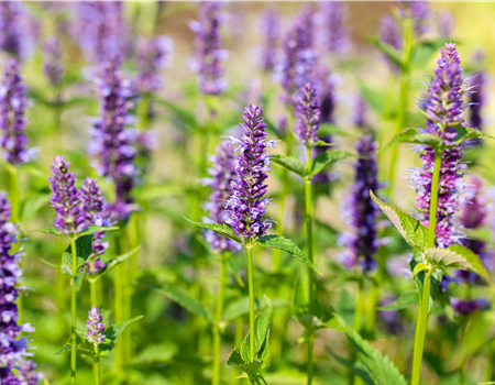 Agastache rugosa 'Black Adder' Agastache rugosa 'Black Adder'