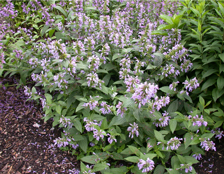 Agastache foeniculum Agastache foeniculum